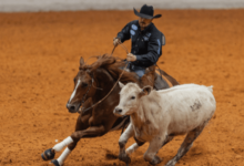 How Can a Team Train for a Team Penning Event?