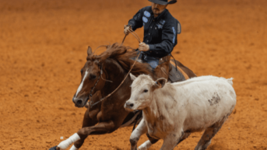 How Can a Team Train for a Team Penning Event?