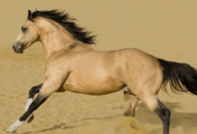 What Is the Ideal Breed of Horse for Pole Bending?