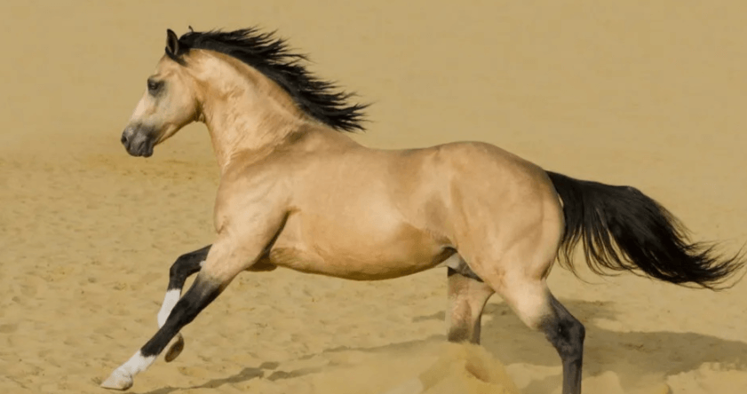 What Is the Ideal Breed of Horse for Pole Bending?