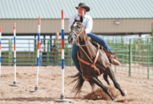 How Can I Teach My Horse Pole Bending?