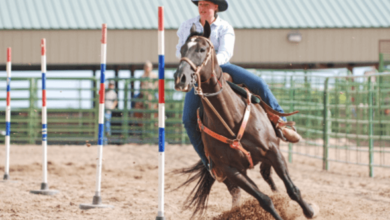 How Can I Teach My Horse Pole Bending?