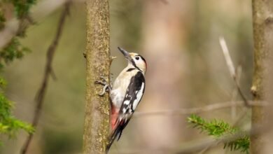 analyze call pattern details